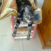 Photo #106807 de Kitty