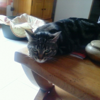 Photo #106813 de Kitty