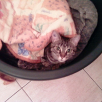 Photo #106819 de Kitty