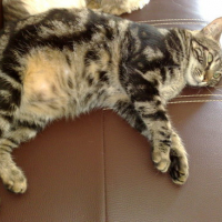 Photo #106837 de Kitty