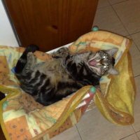 Photo #106843 de Kitty