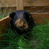 Photo #107767 de Ptit louis