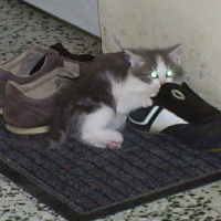 Photo #107791 de Clyde