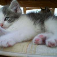 Photo #107797 de Clyde