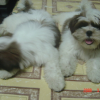 Photo #107923 de Peaches and pudge