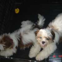 Photo #107935 de Peaches and pudge