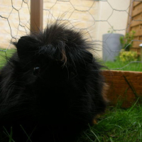 Photo #107971 de Stevette