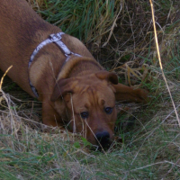 Photo #108109 de Sirius