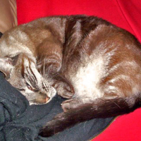 Photo #108391 de Pepito