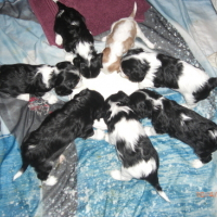 Photo #108781 de Diam's