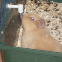 Photo #109021 de Chips