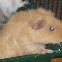 Photo #109027 de Chips