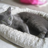 Photo #109069 de Mulot