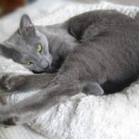 Photo #109075 de Mulot