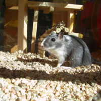 Photo #109627 de Nam-nam