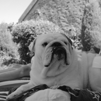 Photo #109651 de Braddy