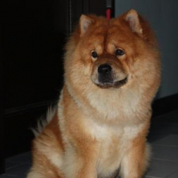chow2