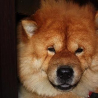chow3