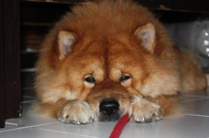 got tired playing the red rope - Chow Chow