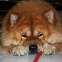 got tired playing the red rope