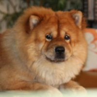 Photo #110173 de Chubby