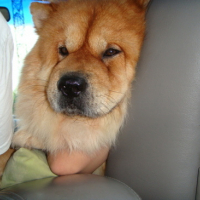 Photo #110203 de Chubby