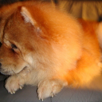 Photo #110209 de Chubby