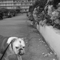 Photo #110263 de Ainzo