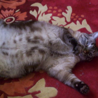 Photo #110629 de Pepito