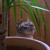 Photo #110635 de Pepito