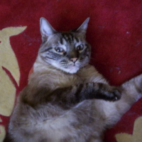 Photo #110641 de Pepito