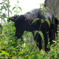 Photo #110689 de Midnight
