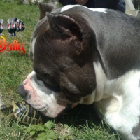 Photo #110725 de Dollar
