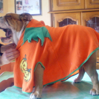 Photo #110917 de Balou