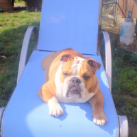 Photo #110923 de Balou