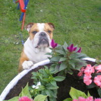 Photo #110935 de Balou