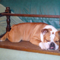 Photo #110941 de Balou
