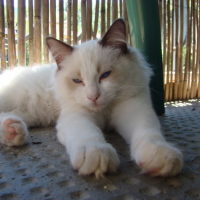 Photo #111649 de Doudou d'amour
