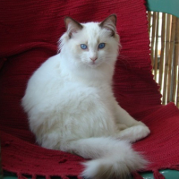 Photo #111655 de Doudou d'amour