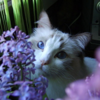 Photo #111679 de Doudou d'amour
