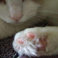 Photo #111685 de Doudou d'amour