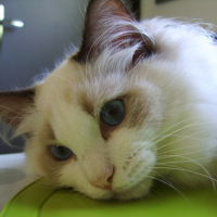 Photo #111691 de Doudou d'amour
