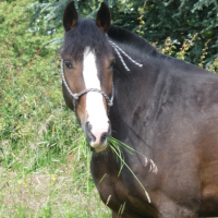 Photo #112351 de Sisko
