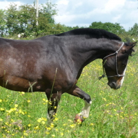 Photo #112357 de Sisko
