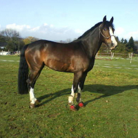 Photo #112369 de Sisko