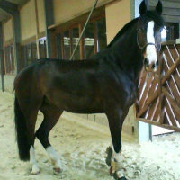 Photo #112375 de Sisko
