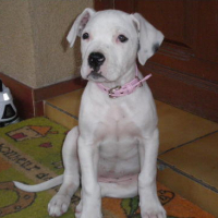 Photo #113125 de Cirka