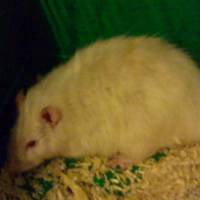 Photo #113593 de Enzo