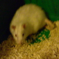 Photo #113599 de Enzo