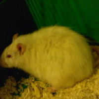 Photo #113605 de Enzo